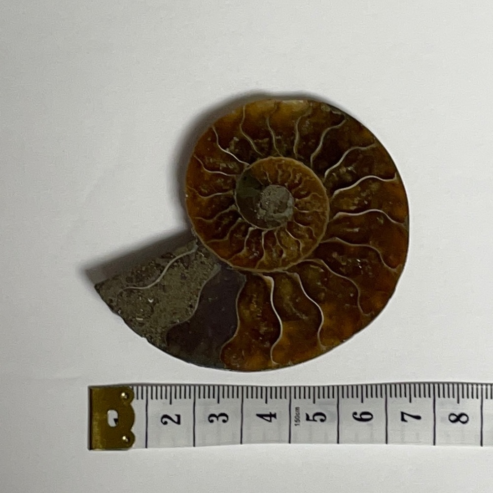 Ammonite Fossil 01
